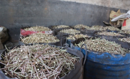 Real scene of plant